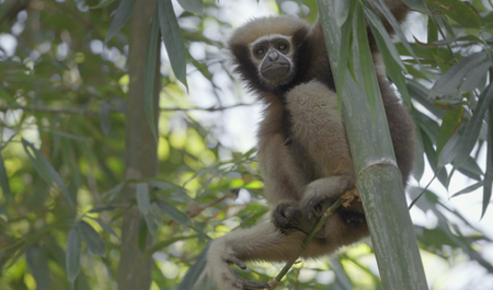 &lsquo;A hoolock gibbon treated me like her family &mdash;without canopies, India&rsquo;s only apes are trapped&rsquo;