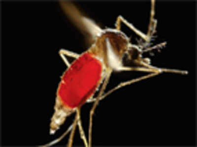 This year, it’s a ‘milder’ dengue virus strain
