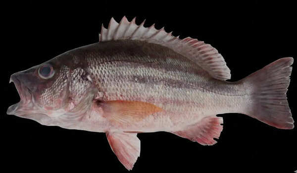 Snappers spotted at Gopalpur-on-Sea in a first for India, reports ZSI