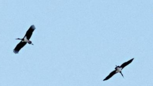 A speck & a Siberian story written on the Chandigarh sky