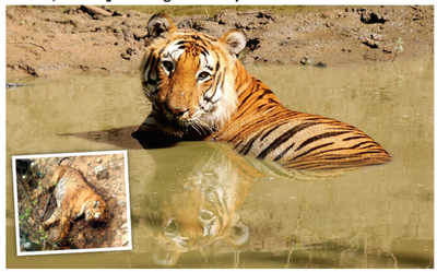 Grim wake-up call as tiger mortality rises