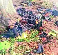 Chhattisgarh: As 500 more bats die daily due to heat in Balod, experts warn of climate stress on wildlife