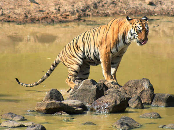 A tiger reserve in Telangana without a single big cat