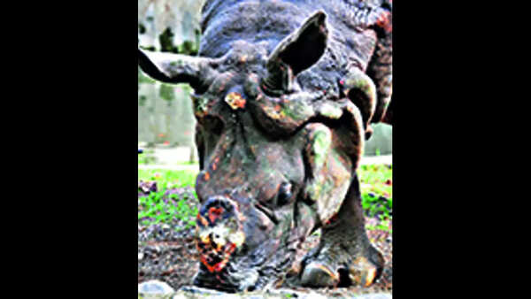 Injured rhino goes on the rampage for 3rd day