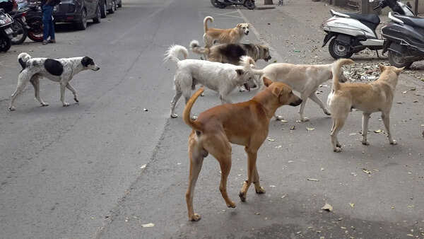Relocating community dogs not ideal, tourism dept told