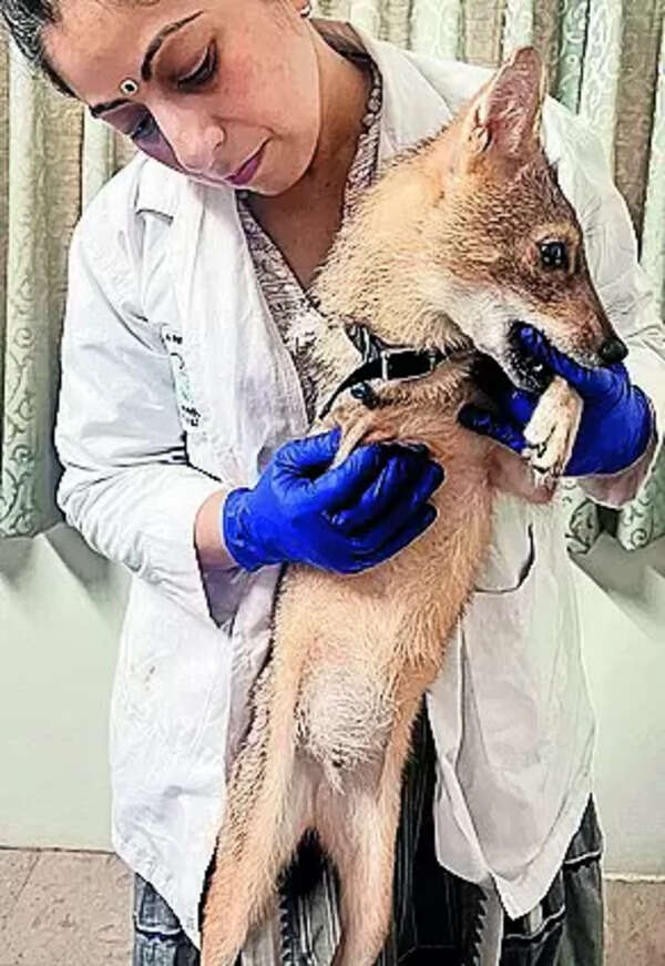 Orphaned jackal pup loses limb to gangrene, is learning to walk