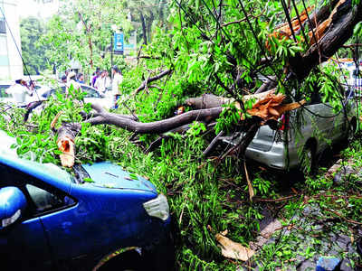 3,000 precariously poised trees in Bengaluru