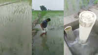 Watch: Haryana farmer uses rainwater in his field to recharge borewell 