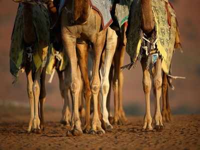 Snipers to cull up to 10,000 camels in drought-stricken Australia
