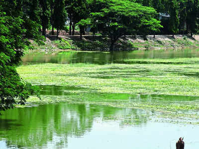 NGT notices issued over Bengaluru Lake STP failures