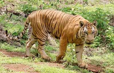 Size matters: Tigers survive better in larger areas, research says