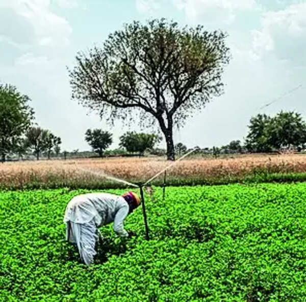 Power supply at night not a saviour, believe Raj farmers