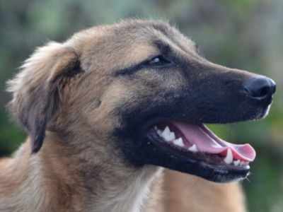 Rabies-infected dogs attack over 25 people in Hyderabad