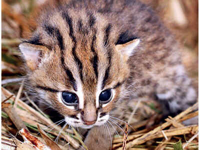 Good news for animal conservationists: 26 wild rusty-spotted kittens reunited with mothers Good news for animal conservationists: 26 wild rusty-spotted kittens reunited with mothers