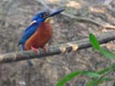 Birders take flight in Manipal on Bird Day