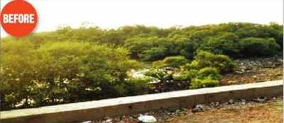 Mangroves are not for dumping debris, sewage