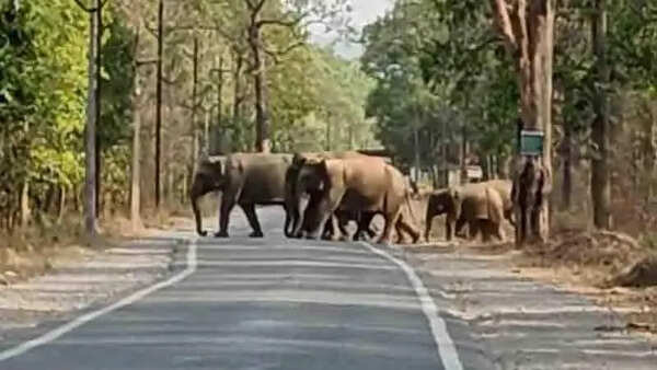 Elephant herd halts traffic in Raigarh; 133 jumbos on move, villagers on edge