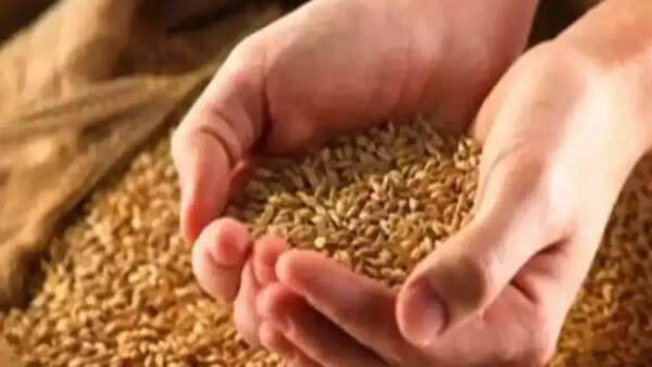 79 wheat procurement centres set up in Moradabad