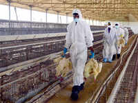 Centre steps in as bird flu probe widens in Chhattisgarh's Bilaspur; curbs hit poultry trade