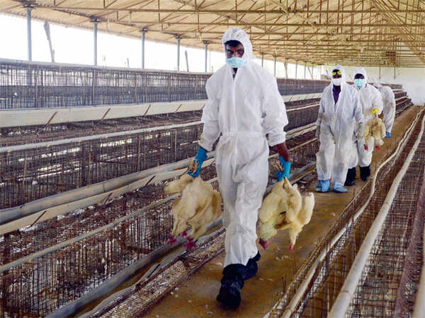 Centre steps in as bird flu probe widens in Chhattisgarh's Bilaspur; curbs hit poultry trade