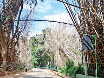 200 dry bamboo stems have been lying around for 6 months at Cubbon Park