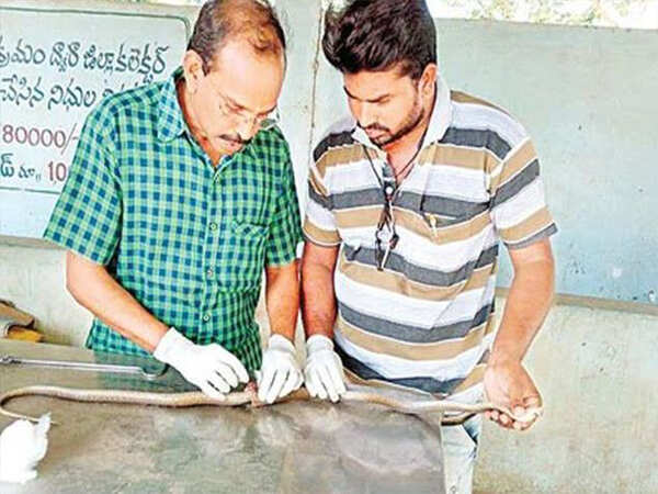 Wounded cobra undergoes spinal cord surgery, receives 8 stitches