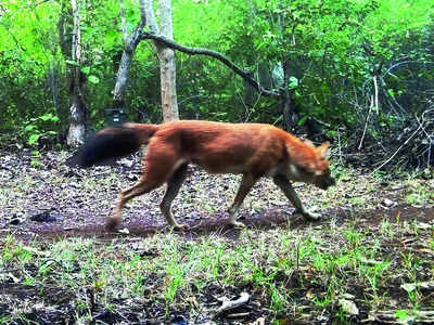 Rare dholes spotted in Chincholi