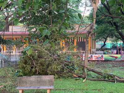 Rains in Bengaluru: Atleast 10 trees fall in Cubbon Park after rain