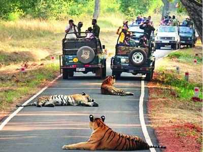 Tadoba Tiger Reserve's buffer zone to remain open for visitors during the rains