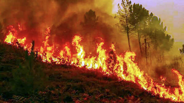 Why India keeps losing its forest wealth to fires