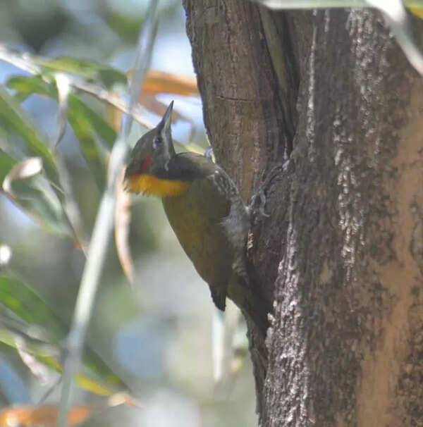 Bengal goes birdwatching under global event, logs 289 species so far
