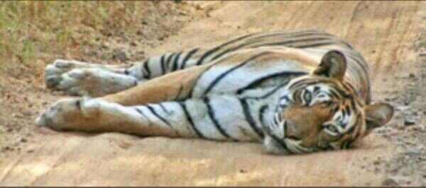 End near for Ranthambore national park's famous tigress Machhli?