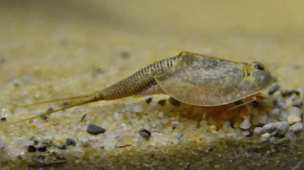 8 of the world’s oldest creatures and how they’ve survived for millions ...