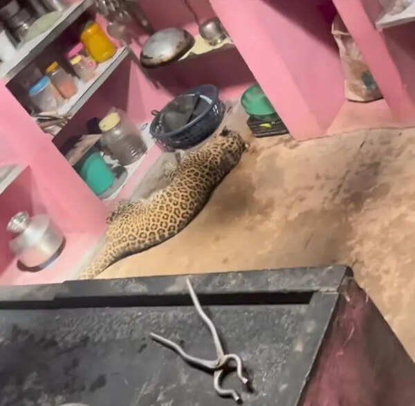 Injured leopard enters home for shelter in Sindhudurg; rescued and under treatment now