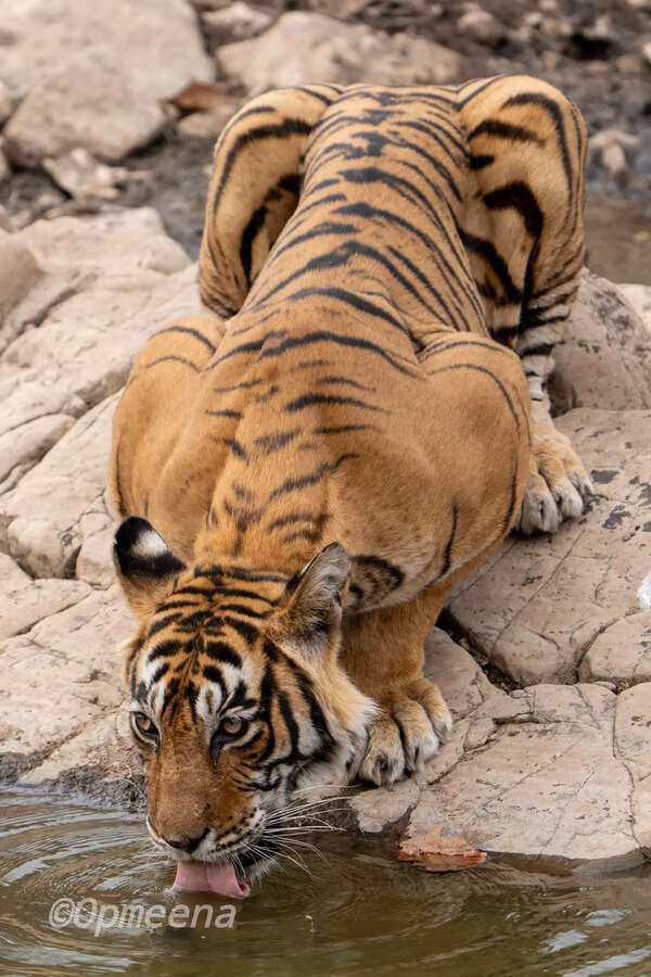 18-year-old R’bore tigress Noor strays to park fringes, spotted near NH-552