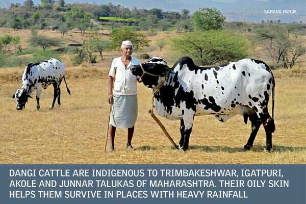 How science saved a cow breed known for sweet milk