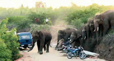 Elephantine curse at state-Andhra Pradesh border