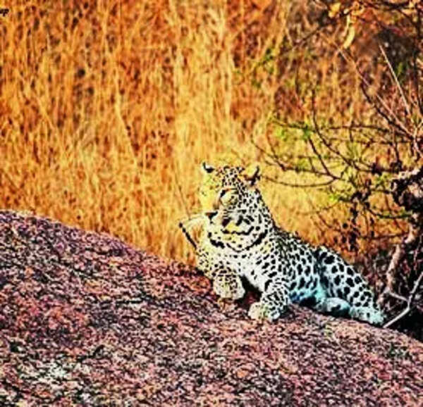 HC stays all construction, mining activities in Jawai leopard habitat