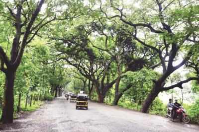 'Trees provide annual services worth USD 500 mn per megacity'