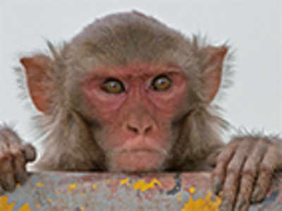 Rhesus macaques prefer large fruits: Study