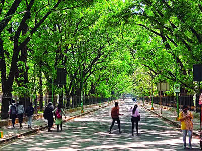 Bengaluru tree census: Can we count on BBMP forest department?