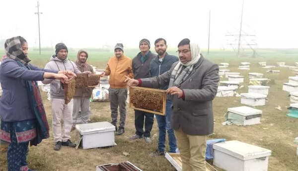 Sweet success: How Bihar leads honey industry