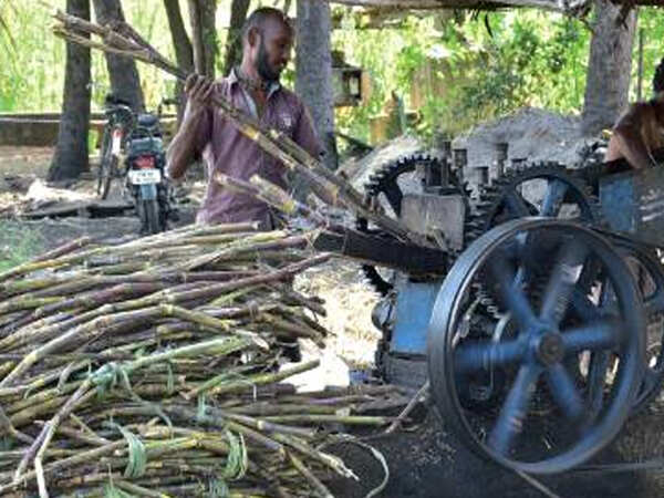 Price drop adds a bitter tinge to flavour of season