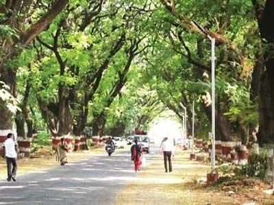 Metro 3: What survey did MMRC, BMC undertake before going ahead to cut 5000 trees?