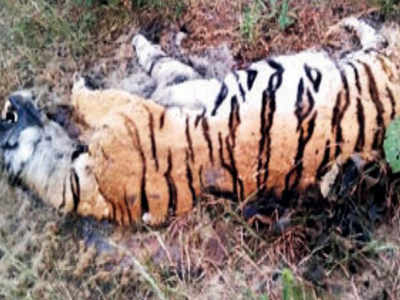 Two tigers ‘poisoned’ near Nagpur, toll 23 this year; Maharashtra tops national tally