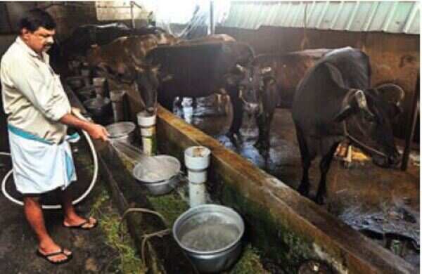For Joseph, cattle rearing is not a job, but a childhood passion