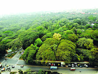 No need for experts, BBMP can count trees