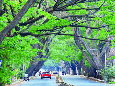 Tree census: BBMP tries to duck blame