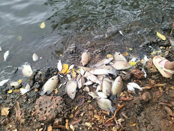 Residents move to test well water after Gurupura fish kill