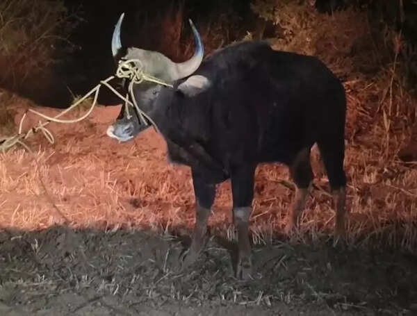 Gaur rescued from 50-foot-deep water well in Satara